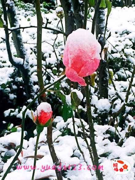 雪后的月季花(圖5)